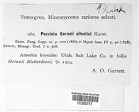 Puccinia geranii image
